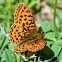 Pacific fritillary