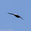 Silver-rumped Spinetail