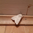 White ermine moth