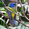 Blue- and- Yellow Tanager