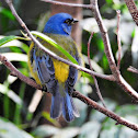 Blue- and- Yellow Tanager