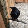 American Crow