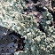 Common Greenshield Lichen