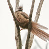 Speckled Mousebird