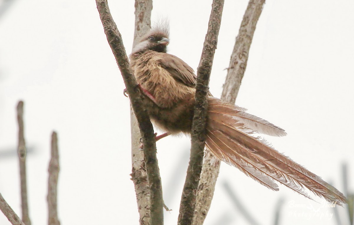 Speckled Mousebird