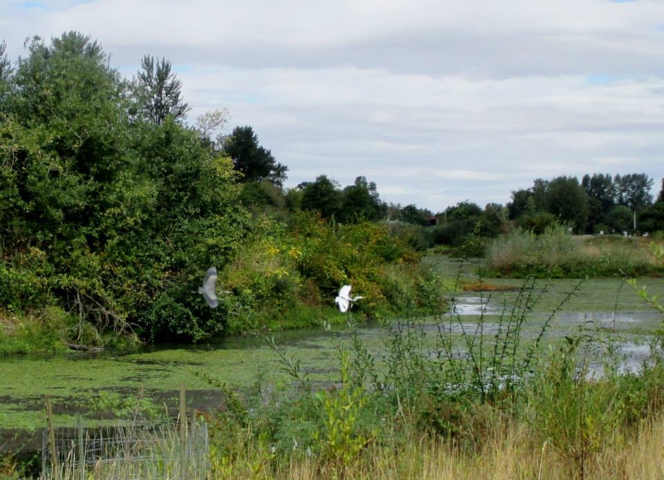 Blue Heron and White Egret