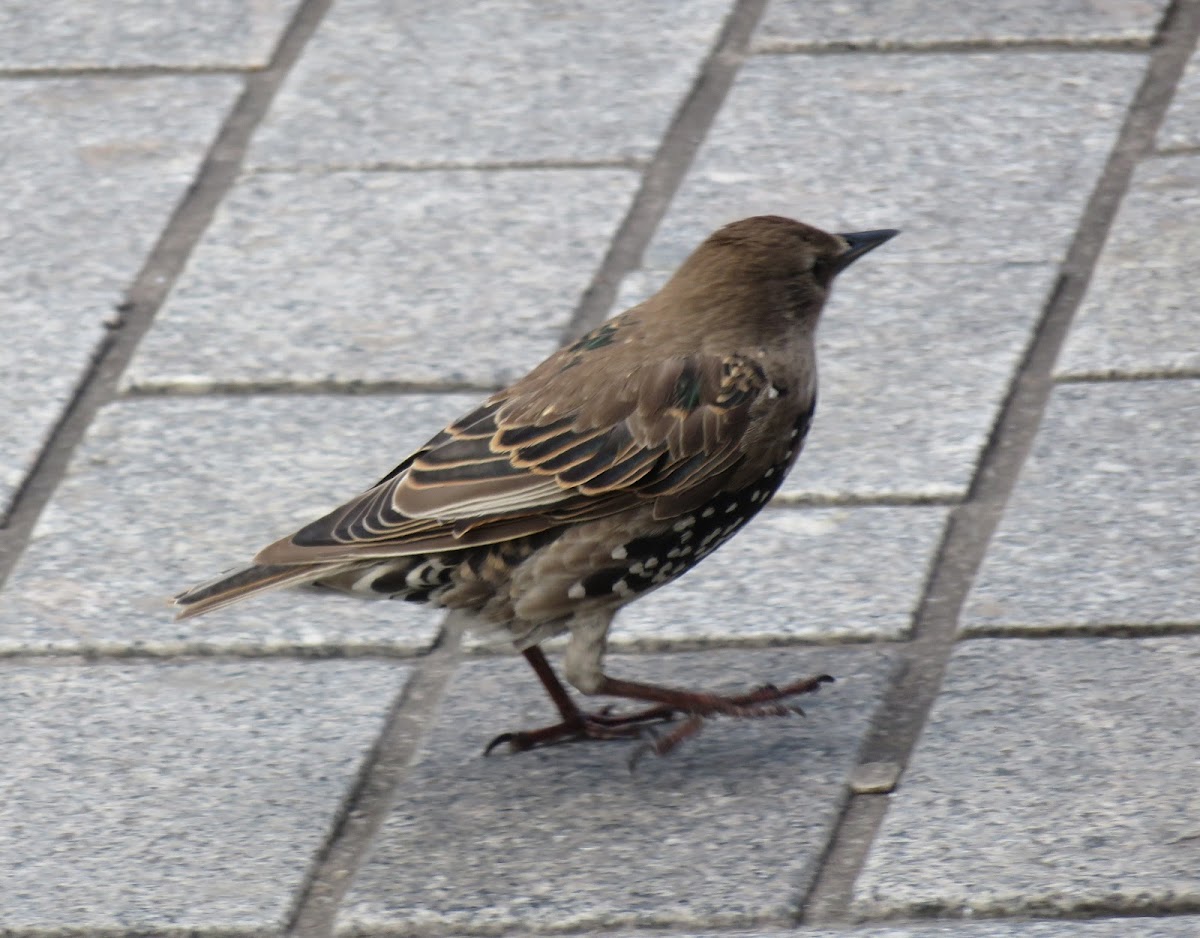 Common Starling