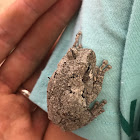 Cope's Gray Tree Frog