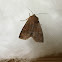 Straight-toothed Sallow Moth