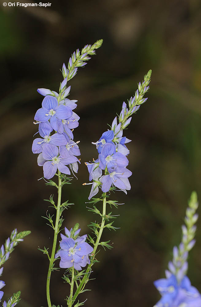 Smoot-fruited Speedwell