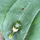 Eastern Tiger Swallowtail caterpillar