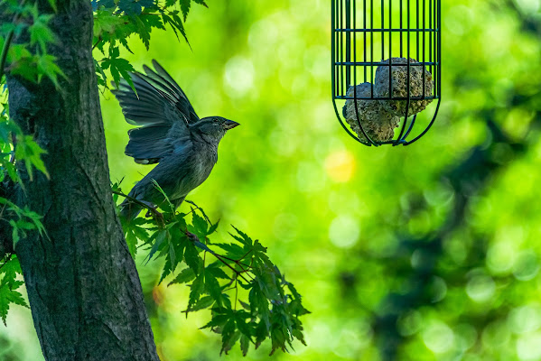 Si mangia! di Pino Cappellano