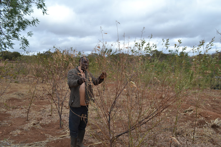 A farmer in Mwingi North Musili Mwaniki inspects drying pigeon peas plant in a shamba in Kamuwongo area of Mwingi Noth Sub-county on Friday.