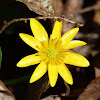 Fig buttercup