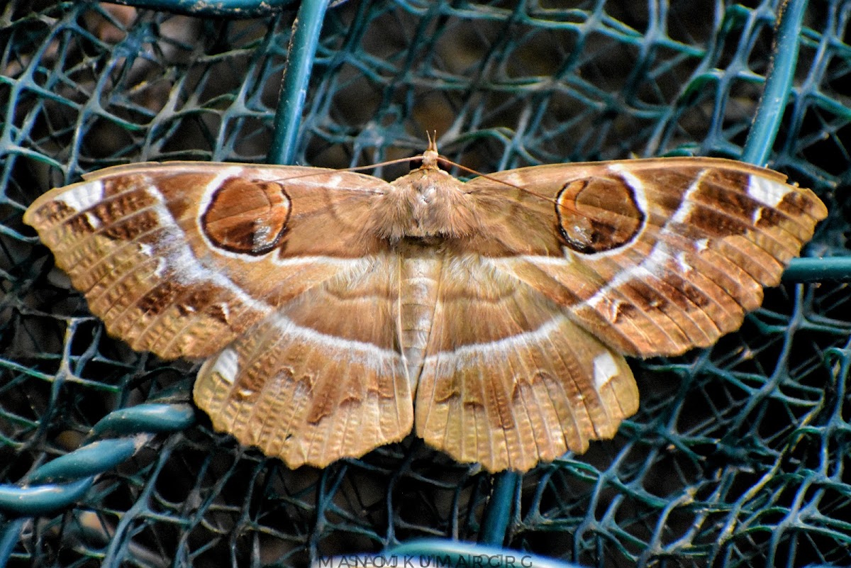 Owlet Moth / Owl Moth