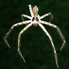 Giant crab spider, Cane spider