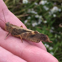 Boll's Grasshopper