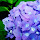 Hydrangea Popular Flowers New Tab HD Themes