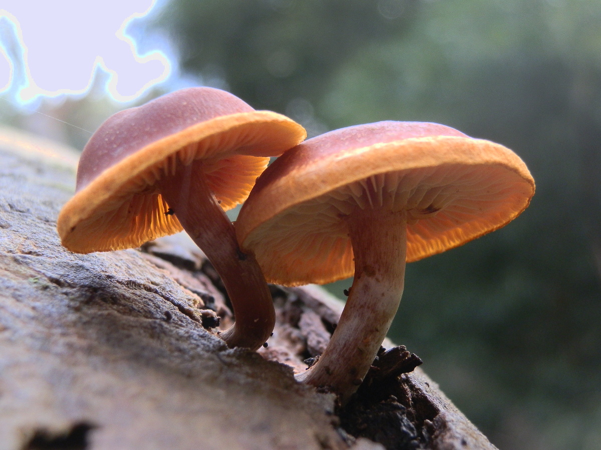 Golden Wood Fungus