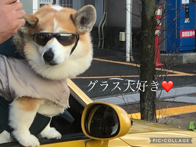 ゆず爺さんが投稿した能登半島地震お見舞い申し上げます・サングラス愛用の犬🐕・名古屋ナンバーの黄色のコペンに関するカスタム事例の投稿画像2枚目
