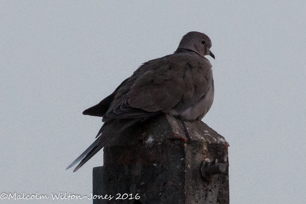 Collared Dove; Tórtola Turca