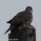 Collared Dove; Tórtola Turca