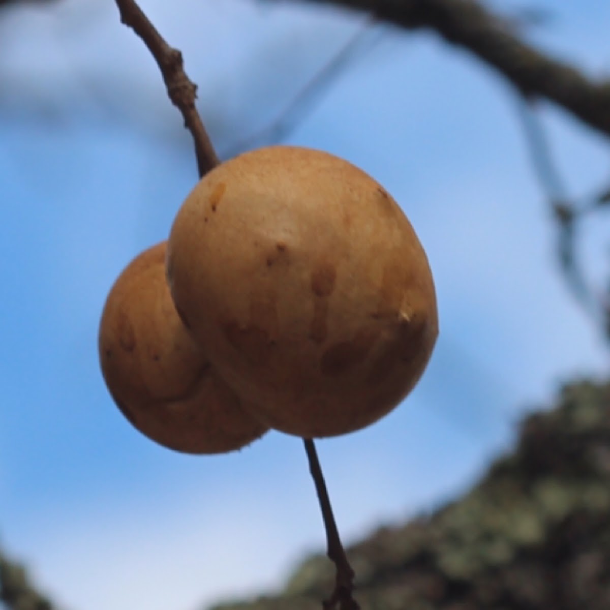 California Oak Gall Wasp