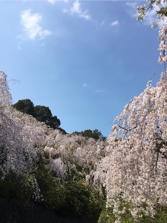 ケイマンのポルシェ・プジョー・桜・花見に関するカスタム事例の投稿画像7枚目