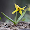 Yellow Trout-Lily
