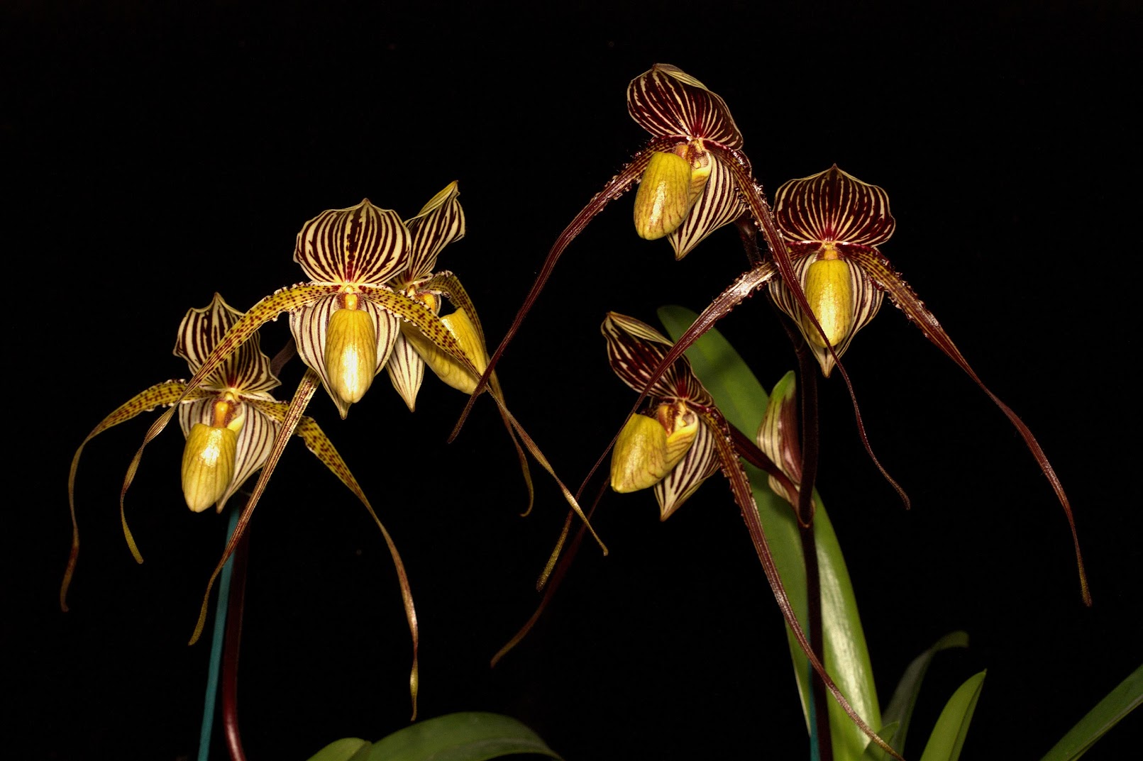 Paphiopedilum Saint Swithin 'Yin' et 'Yang' SZP0nbRzpawB2DzmhHQPck0eOO1ZsUKKDw_Af6u63oyN41CxRlwhmmfHT9xGJ70BO-C2xngiIipzotWO21cYreCqq_p-9Xm4V46ob-33zJhGqg-dArpo7VMQiz6DpU0myOWZy1wqWNz9jKZv-eE9Zyg3JsM2gwmZXeLlRyFkYVho_uK4mi8BbqwcmNzkDluvjYM3ELBq4DsmAzKvlu9hMFRpviNdJ8HCr1WZN5wXO9gqjOE8JRD_q_T3rOnIwkjt7LS2rZq1M3nWs4M6E3eNcnTChJzeuWlHCK_CnkqkfjNcfOdbKiY55Rwdzj01nC9yNYElwmLgR4GD4azhzu0Pxd-c_kXbOYbFaImcH3lj_in8FMVpIyIbyyKT-a67czzyqMHQZUYjn6c7km7ZELaiaI5udz8wIH7zisNixOKhgtBbqStdY-N1zu46soUBVWtYiJeajYiqXm12myp1ETb4lOueWpx0Zd6KkIZaah_AVGpH5YxYtO45jV-AhJLoTbHxxaIQtqfglS3e7rOOtb9mXBjUYzBm7Wn1WSF-yNds50-tCVwLazfpaS_tZtchRpxxYSGykuVzZ5xX1PFPBBRqGmwXNU5QGQFS5Lfu6P8mVU_7TjYQLZ99RIzqTLy13H2TmHirIJ2UWsn4DXBdnBJLH9RxtyCxKg6e-iTIRkKEqA=w1611-h1073-no