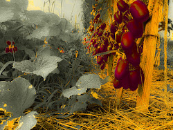 Tomato Jungle - The Undergrowth.