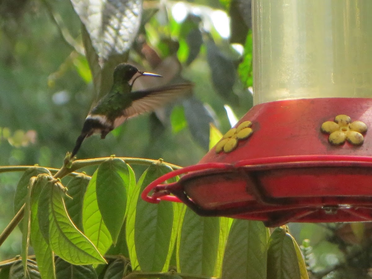 Black-bellied Thorntail