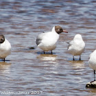 Black-headed Gull; Gaviota Reidora