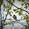 Northern Parula