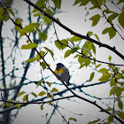 Northern Parula