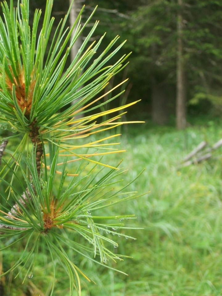 Il semplice odore della natura. di Veltri