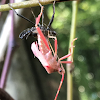 Leaf Footed Bug