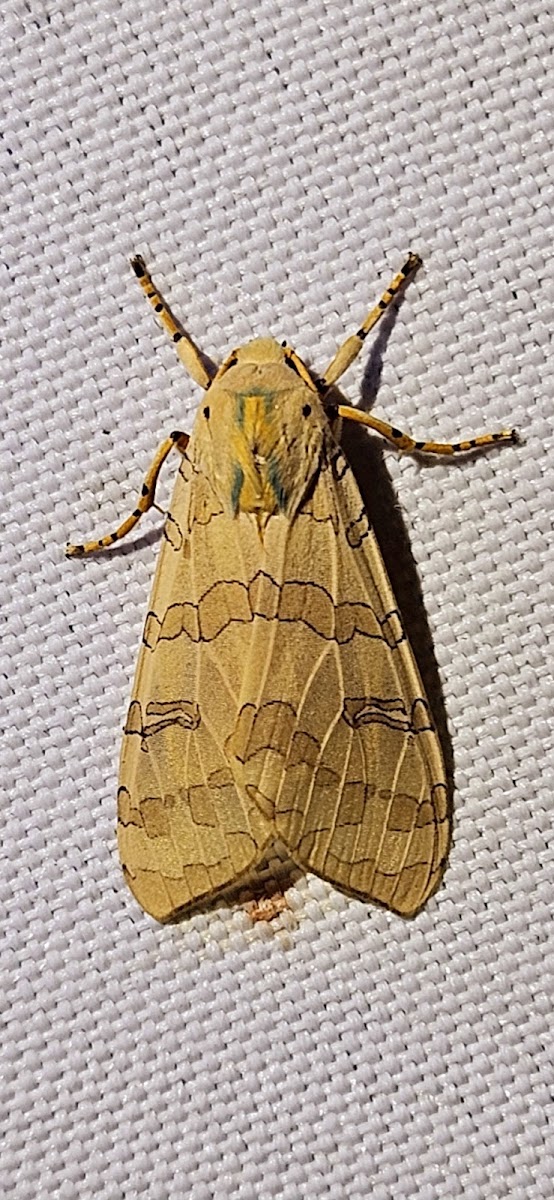 Banded tussock moth