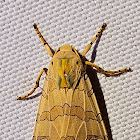 Banded tussock moth