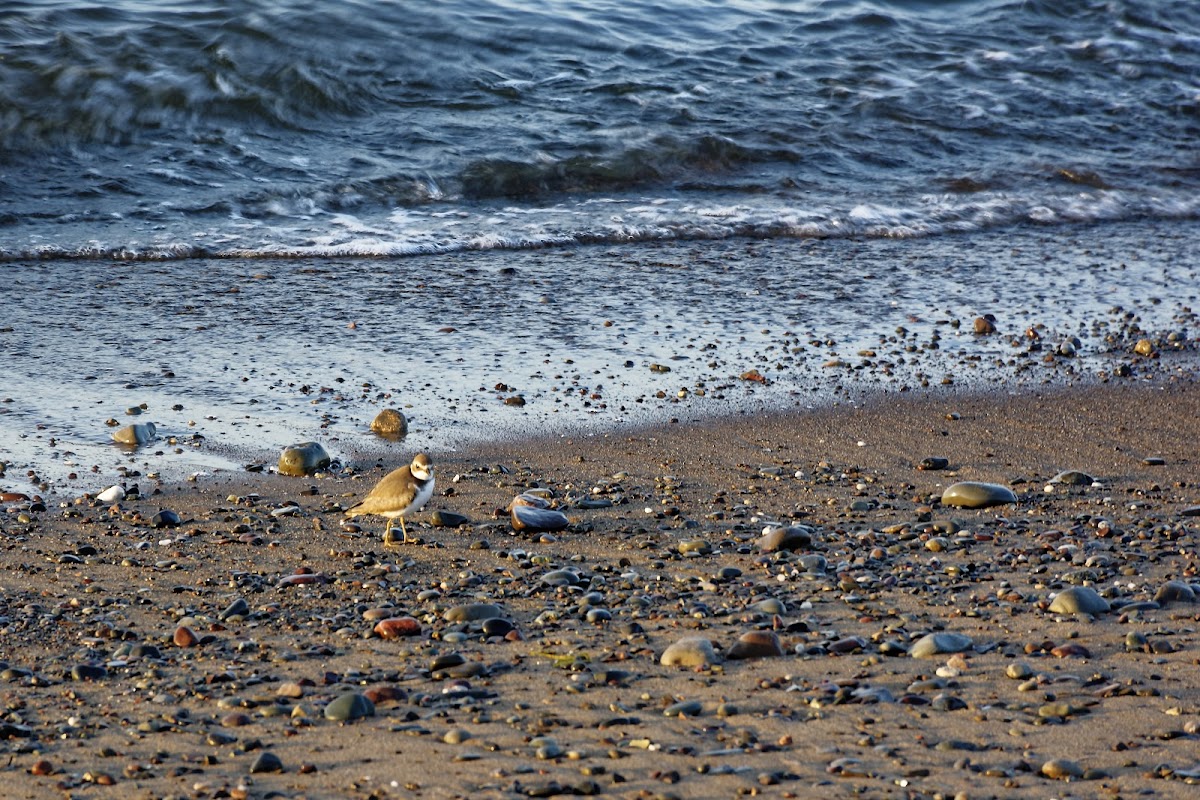 Piping Plover