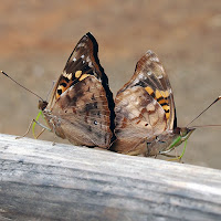 Simmetrie di coppia di 