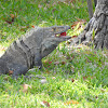 Black Spiny-tailed Iguana