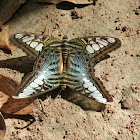 Parthenos sylvia