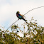 Lilac-Breasted Roller