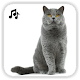 Download Cat Sounds For PC Windows and Mac 1.1.3