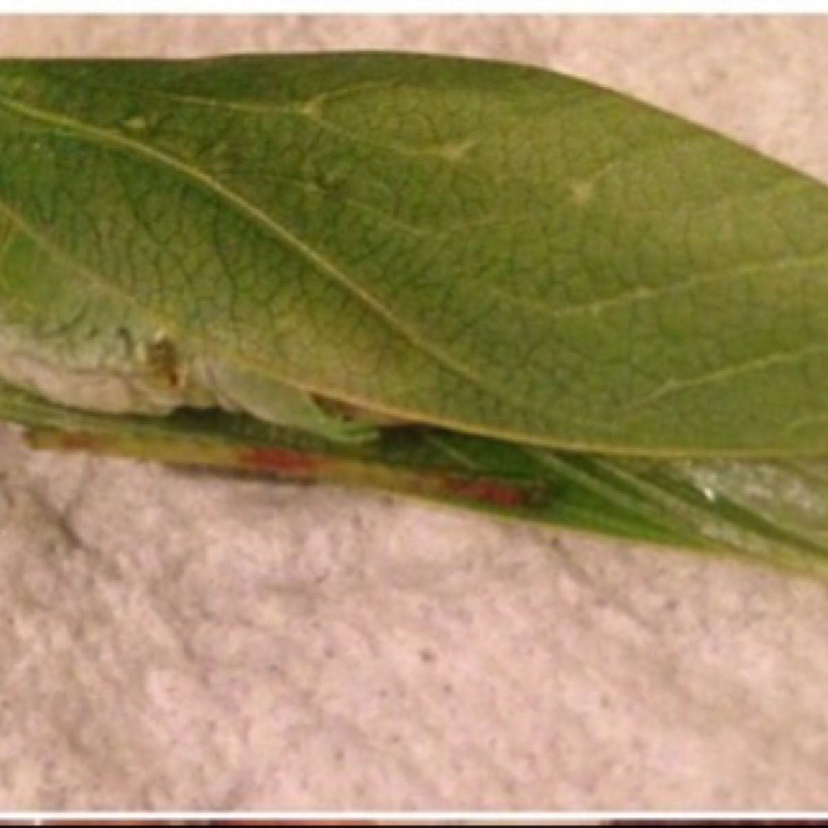 Leaf bug