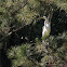 Snowy Egret