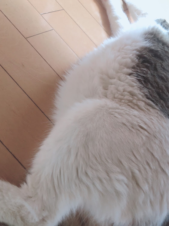 セレナのさばやまさばおさん・CT愛猫部・痩せたいに関するカスタム事例の投稿画像2枚目