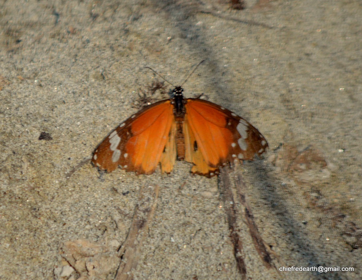 plain tiger or African monarch