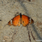 plain tiger or African monarch